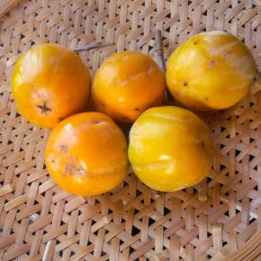 柿が熟してきちゃった！