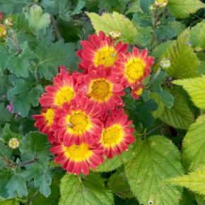 ここにも咲いてる。