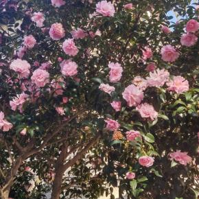 山茶花が満開！