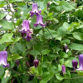 クレマチス 篭口！