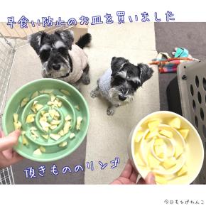 ワンコズ、早食い防止のお皿でリンゴを食べる