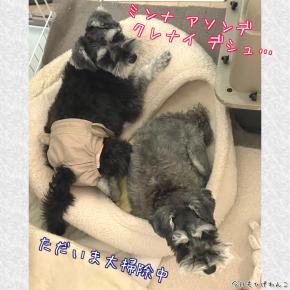 ワンコズ、退屈中