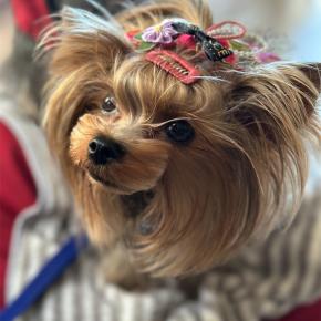 愛犬と過ごすダラダラ年末年始：おせちとワインスタンドet du vin