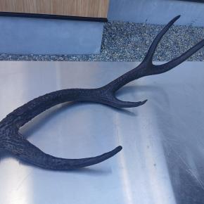 鹿角を黒く染める ― 鉄焙煎液とタンニンの自然反応 ―