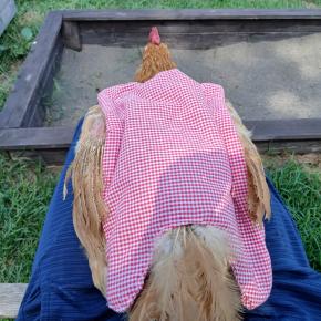 【チキンサドル前編】名古屋コーチンの背中を守るために。手作りサドルを作って装着してみました