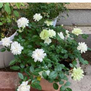 所作を整えることでバリア？ 自分の魂がどんな周波数を選ぶか？ それが未来なんだ。