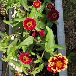 低血糖は楽になったけど頭うち？エストロゲンが…