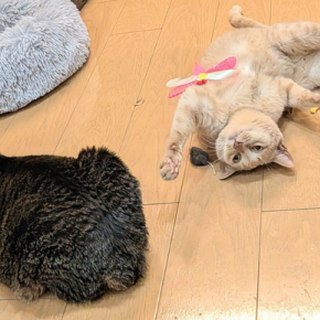 一年のしめくくりに、ねこ様の秘密を…？