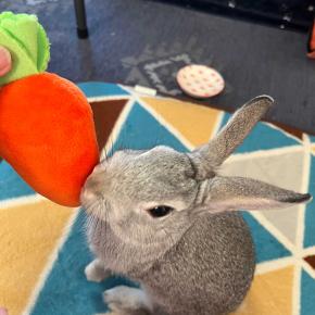 🐭🐢2025年もよろしくお願いします🐰🐰