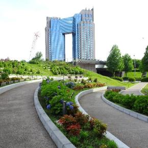 お台場・シンボルプロムナード公園☆アナベルがいっぱい