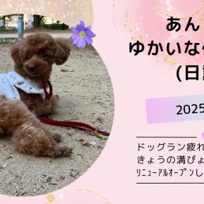 ドッグラン疲れの犬🐶きょうの溝ぴょん🐰リニューアルオープンしたココスでお祝い🍳