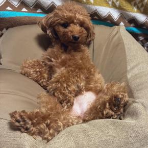 愛犬が社長の貫禄で座ってた🐶🫶🤣皆既月食前🌕✨ついに車契約🚐✨ごろっと白桃ケーキ🍑🥹