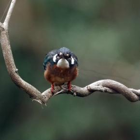 ルビー＆野鳥889