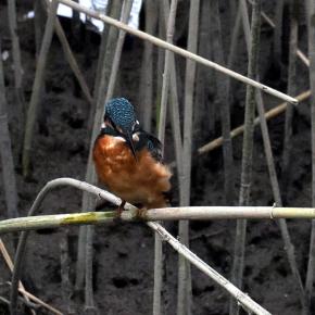 ルビー＆野鳥897