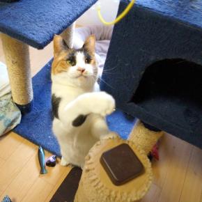 ルビー＆野鳥898