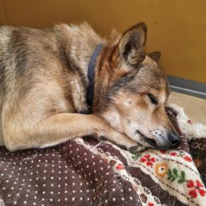 春雨の去勢手術が完了