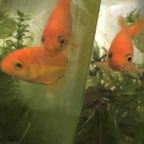 外気温9℃❗️。夜間外置き水槽の金魚さん🐟