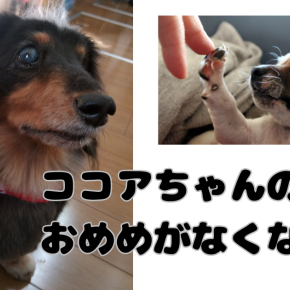 ココアちゃんのおめめがなくなった2