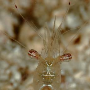 ダイビング パングラオ ライトハウス 2024/01/21.