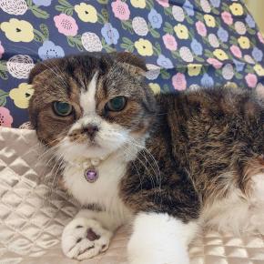 Blog131【高血圧症〜尿路結石・尿石症の克服〜積極的な内科治療Part2慢性腎臓病（腎不全含む）（その3）】