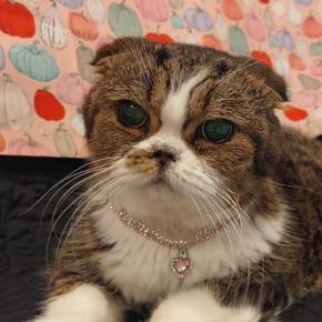 Blog143【高血圧症〜尿路結石・尿石症の克服〜積極的な内科治療Part3慢性腎臓病（腎不全含む）（その3 ）】