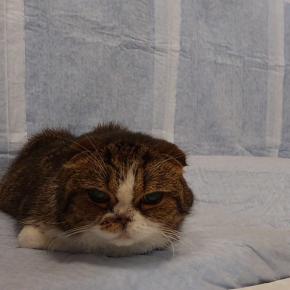 blog150【トモの体調の動画（1回目胸水抜去後数日酸素室導入まで）】