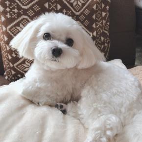 ペットロスと向き合う1人暮らし