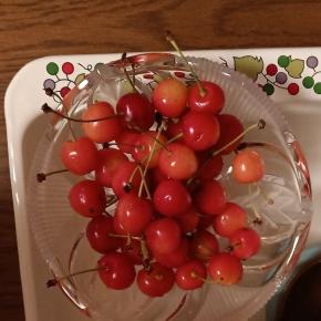 初もの さくらんぼ