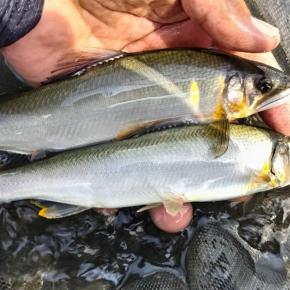 2024年8月13日（火） 安倍川