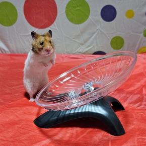 ハムスターポピィくん、変わった形の回し車2