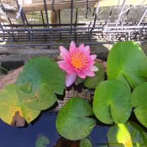 その病名は？体も回復しぶった切りシリーズ再開