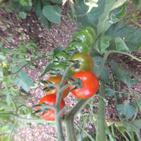 ボケ防止に体を動かし忙しくしていることは良いことだと納得している夢見る爺さん