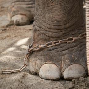 羊のドリーはどのように作られましたか。