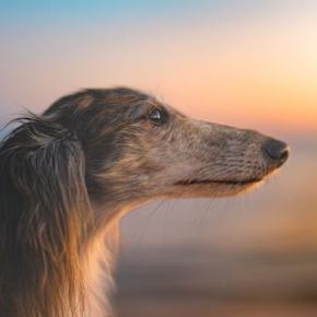 一目惚れとはどうして起きるのですか？