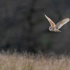 結局のところ、ニワトリが先だったのですか？卵が先だったのですか？