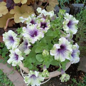 咲き始めたブライダルシャワーとペチュニア購入