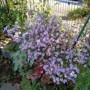 種まき&満開の孔雀アスター&和バラ