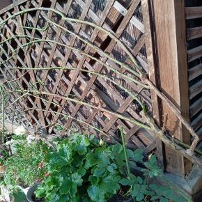 ツルバラの誘引とビオパンと素敵便