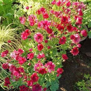 やっと晴れそうです