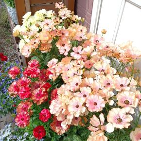 ラックスが満開