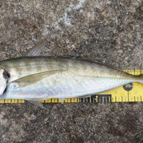 初遠征！新潟上越！（釣行編_尺鯵）