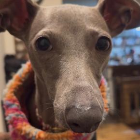 可愛いドアップ