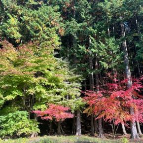 津和野の紅葉が見頃です【島根県鹿足郡津和野町】