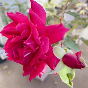 アルチーナが咲いた～2023'秋～