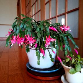 ジャンバースカート 完！ デンマークカクタスの花！