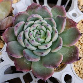 年末年始からやりたいこと