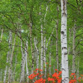 長野県八千穂高原で「白樺林とつつじ」との出会い。