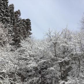 美しいが現実は厳しいのよね