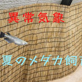 【異常気象】夏の暑さがもたらすリスクと対策5選【メダカ初心者必見】
