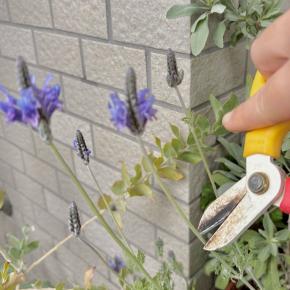 冬なのにレースラベンダーが爆咲きした理由とは!?